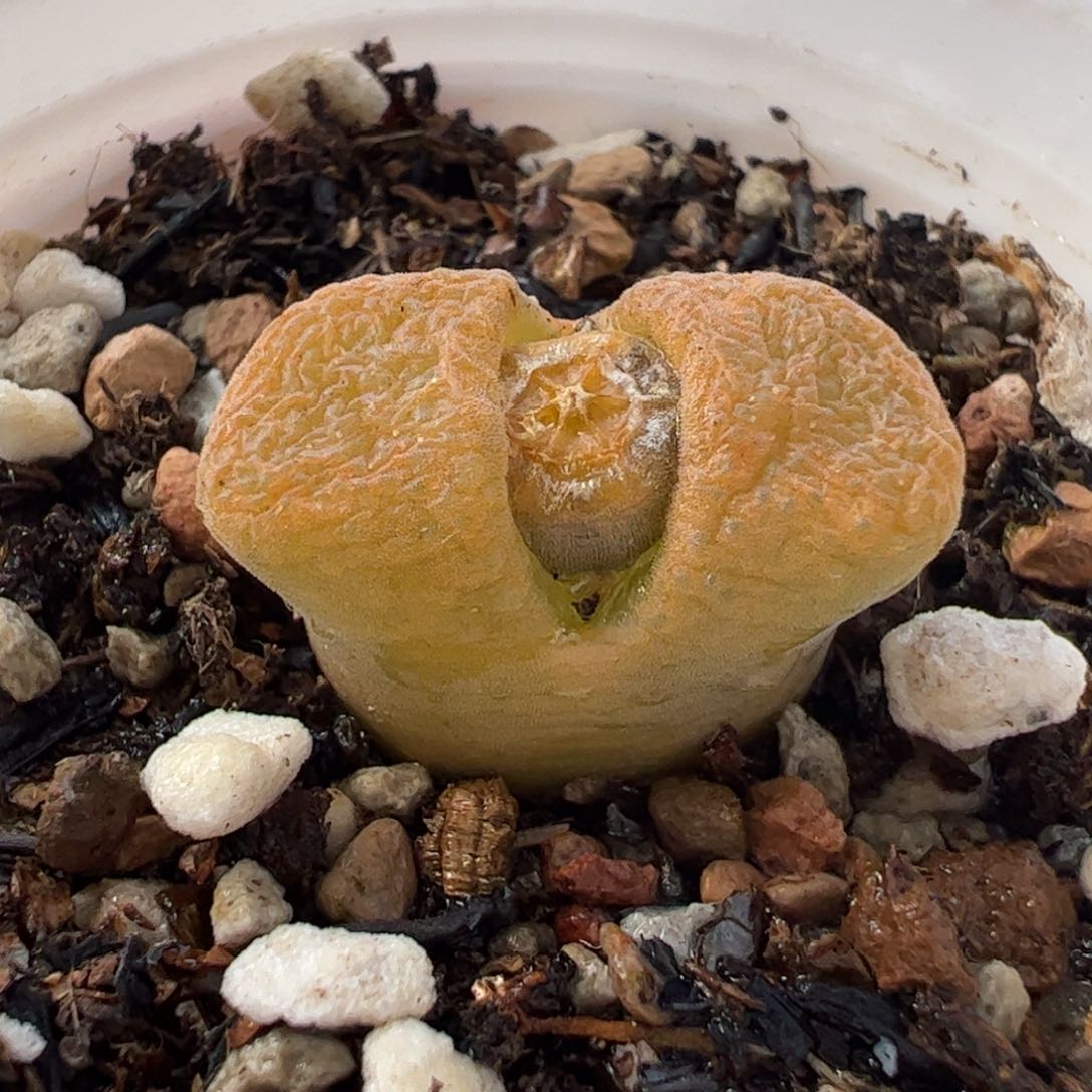 212多肉植物组合