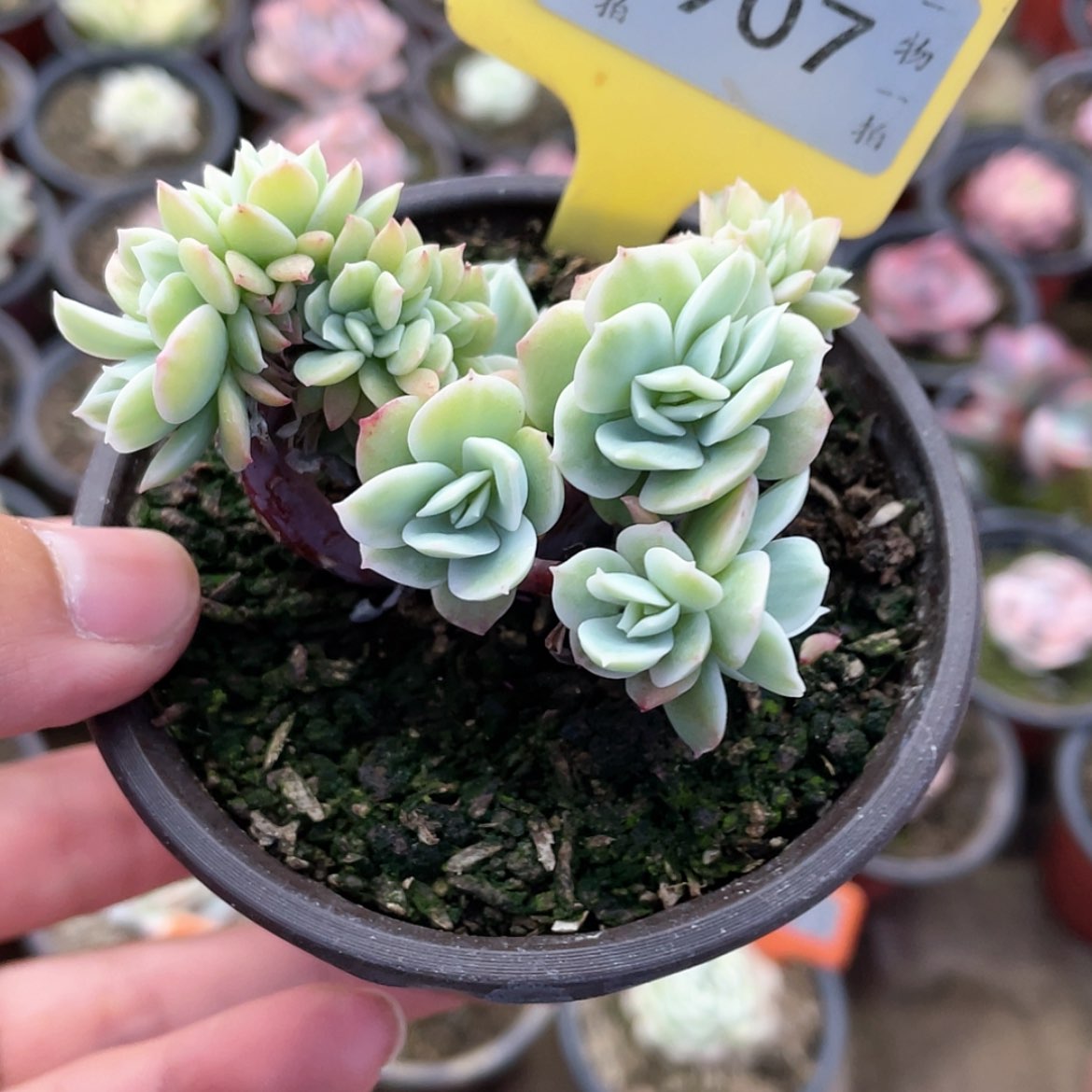 【闪购商品】907号