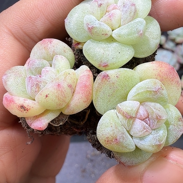 10号冰玉石化锦到手2颗