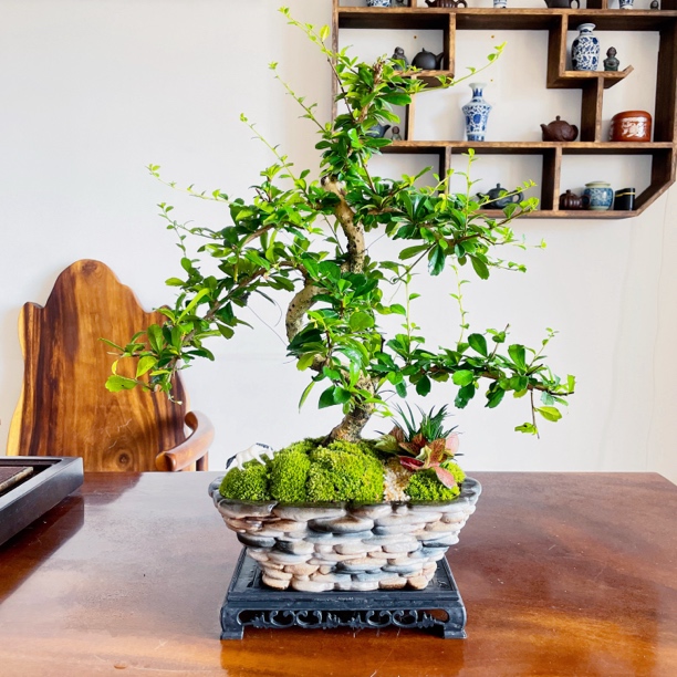 【鹅卵石】福建茶造型盆景茶桌办公室桌上植物室内茶树高端摆件