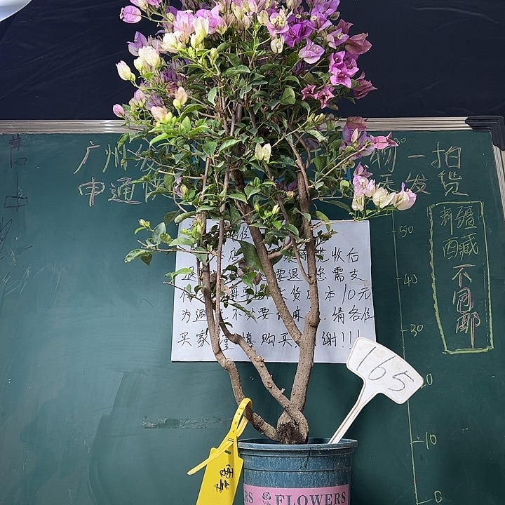 完全开放 85cm 雪紫 原生树头 165