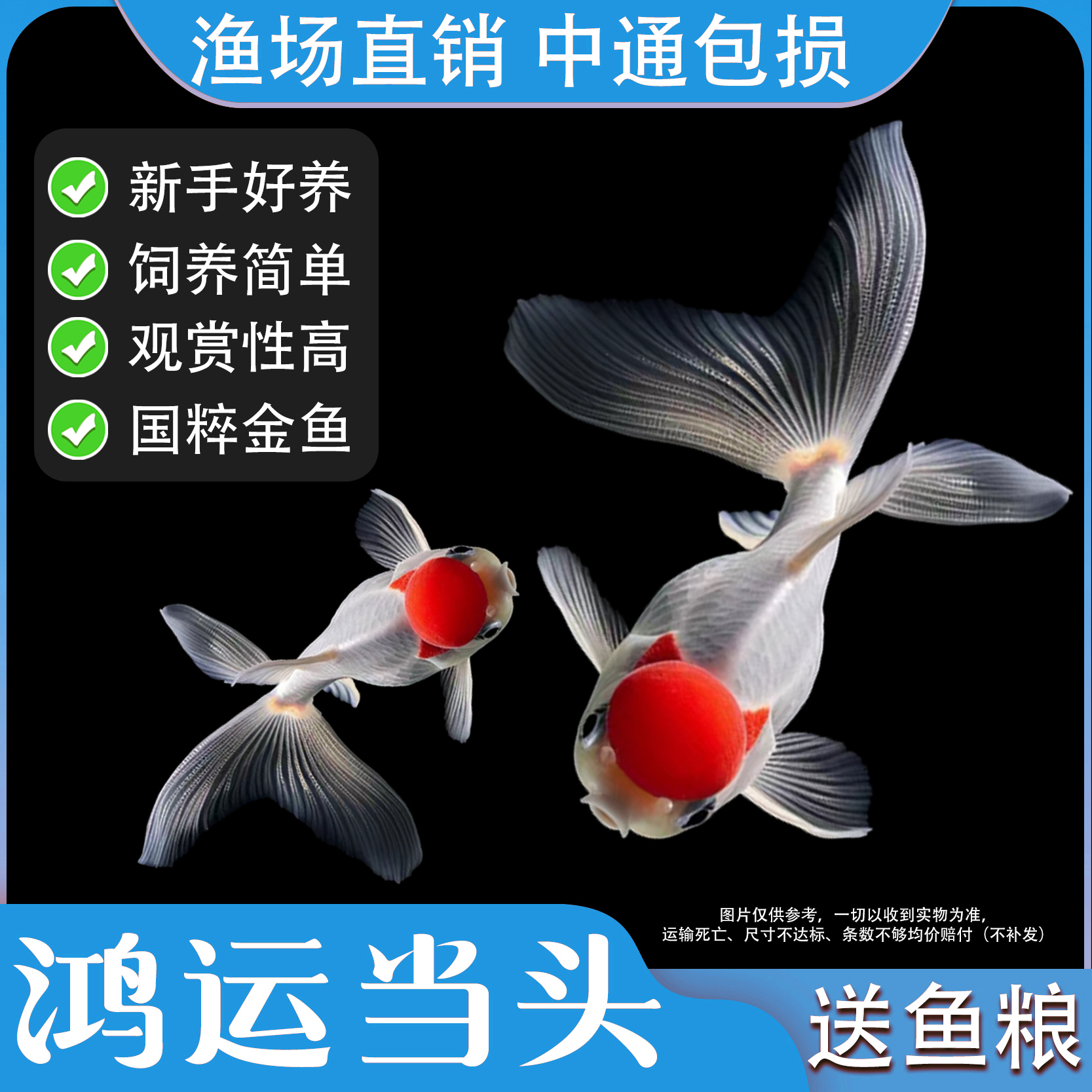 【鸿运当头】招财小金鱼鹤顶红国师小型淡水好养耐活活体观赏鱼