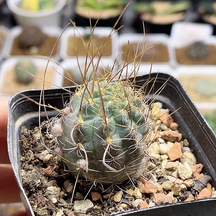 狂风丸开花株一颗实生球