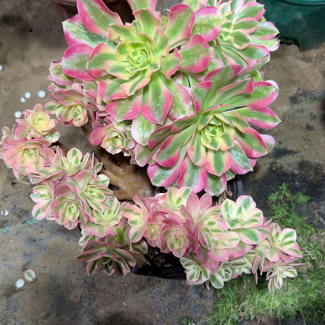 多86肉植物粉女巫母本