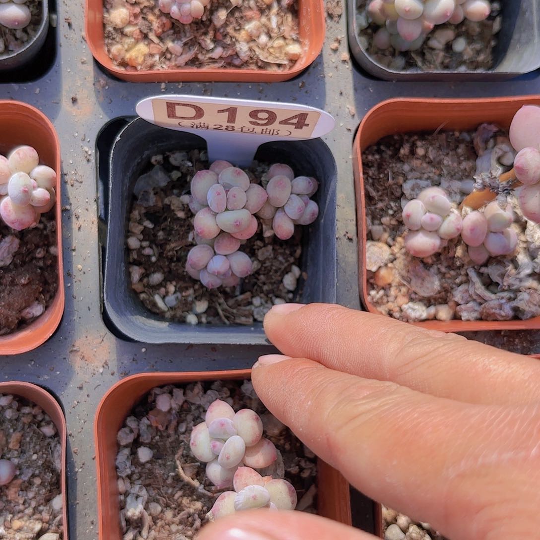 D184萤火虫一物一拍