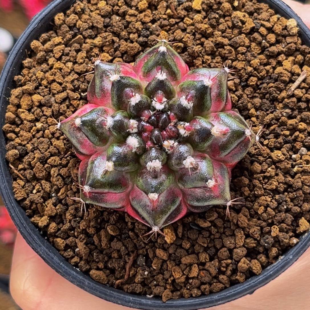 海神锦 米哈仙人球