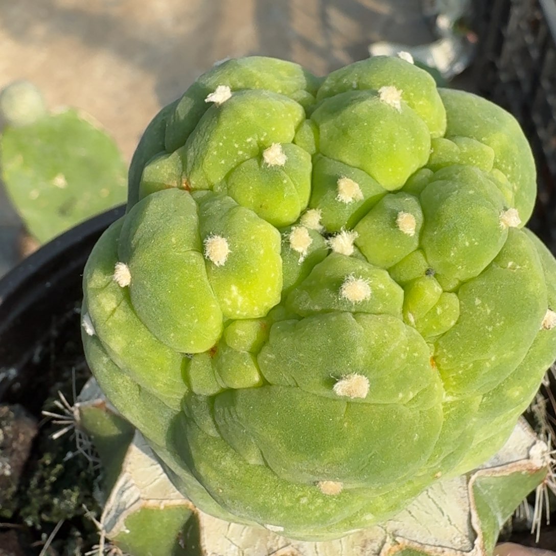 【闪购商品】我***水大尤皱尤345