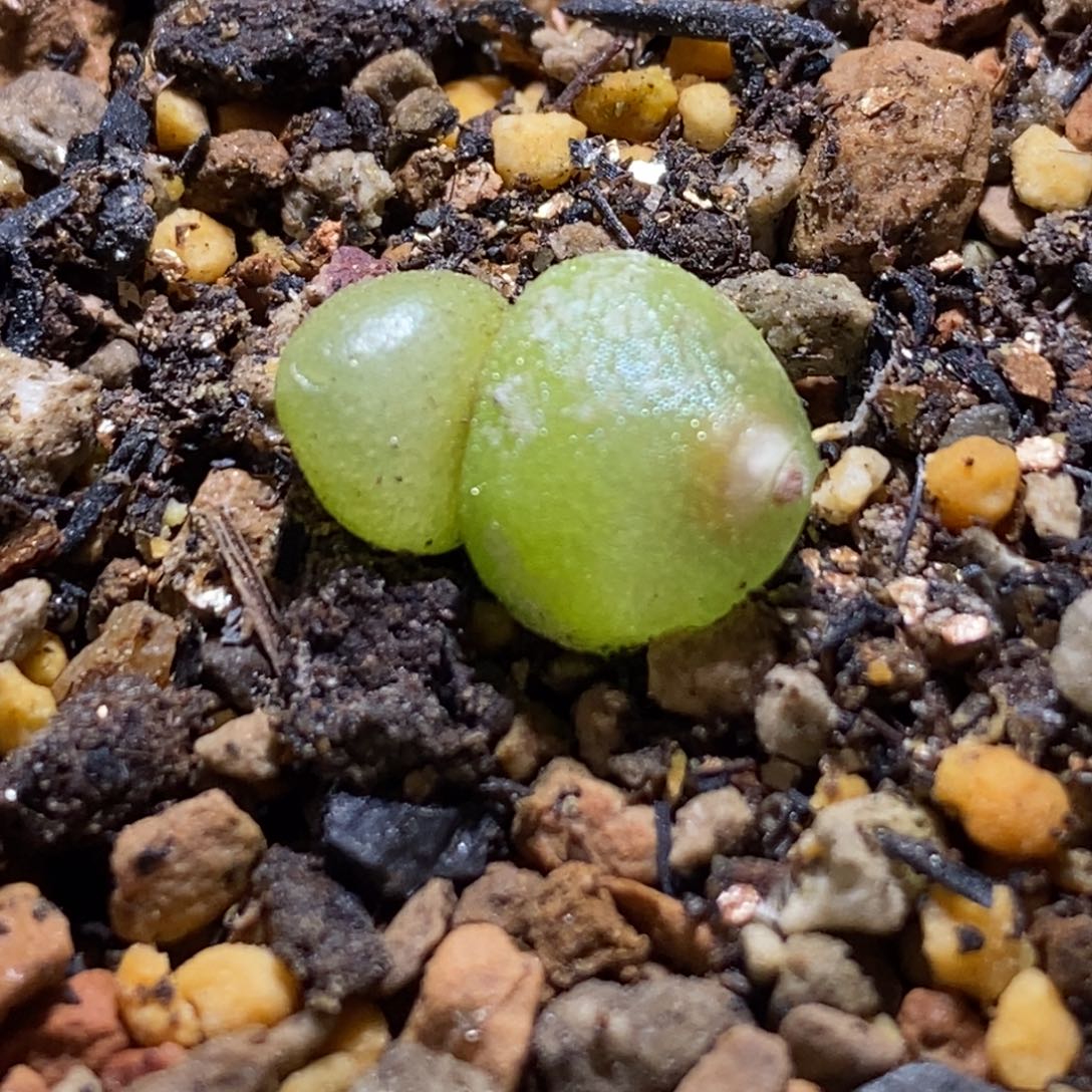 双头哈默灯泡双头哈默灯泡