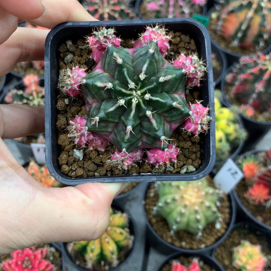 仙人球米哈牡丹锦7