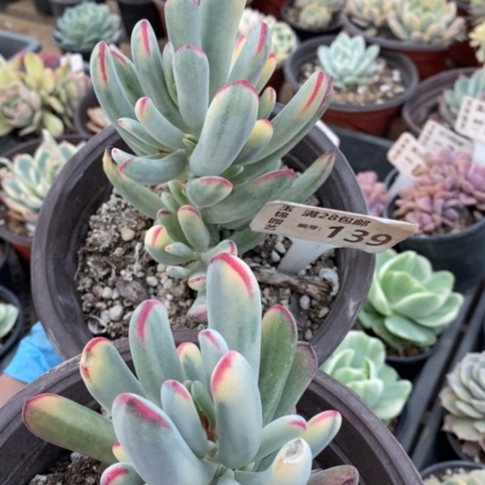 139一一一一一一一一一