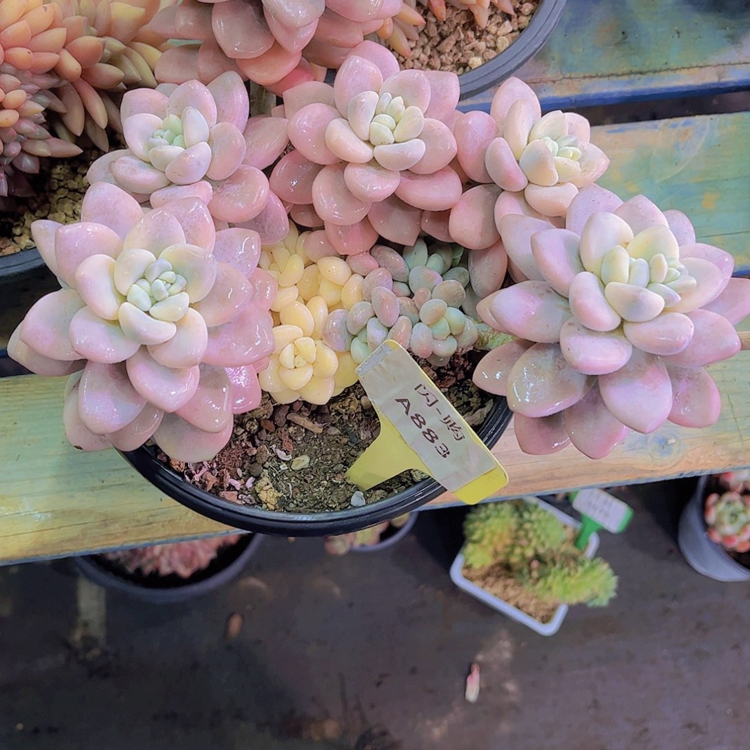 J***X落神锦883号一颗一物一拍