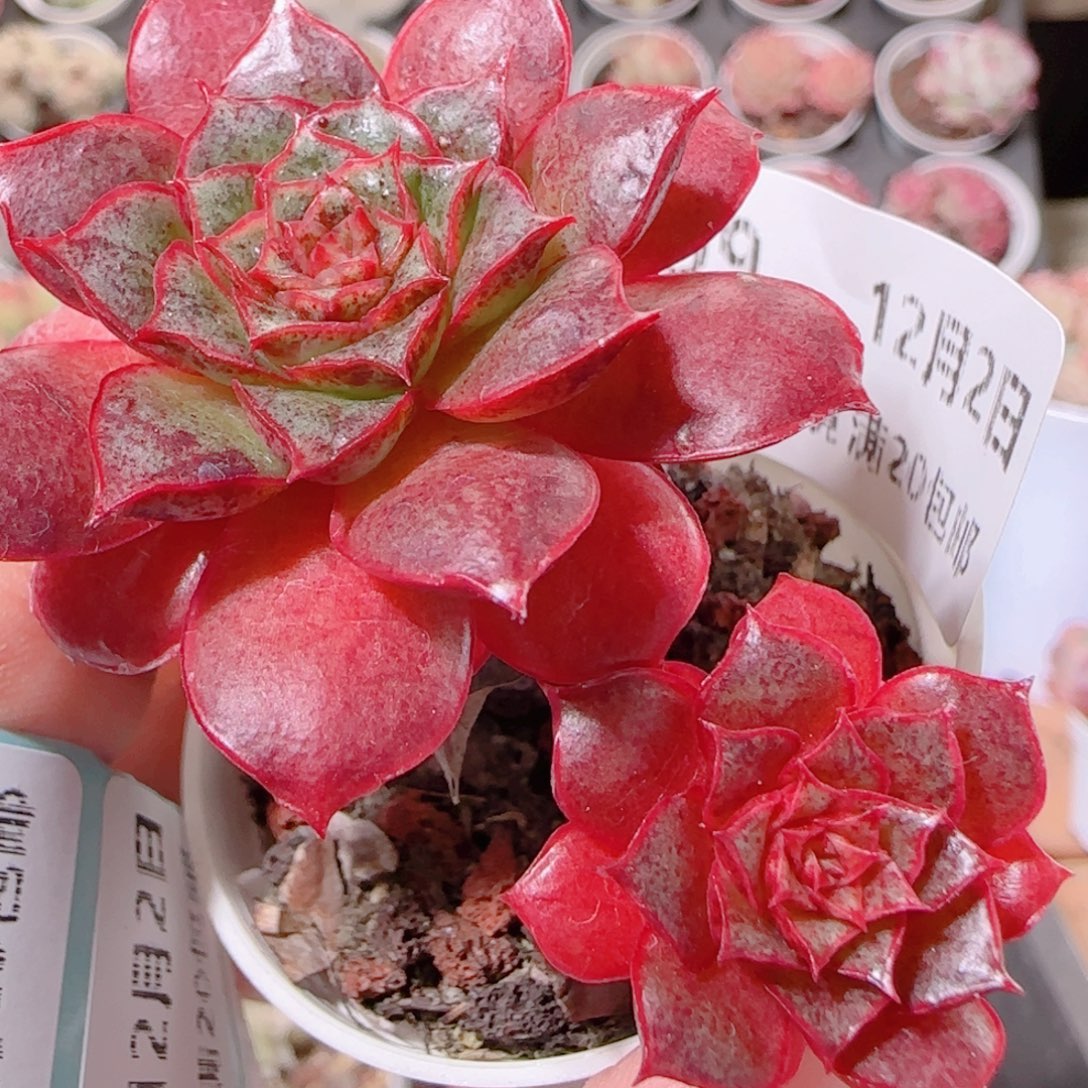 花语多肉1202-99妖娆