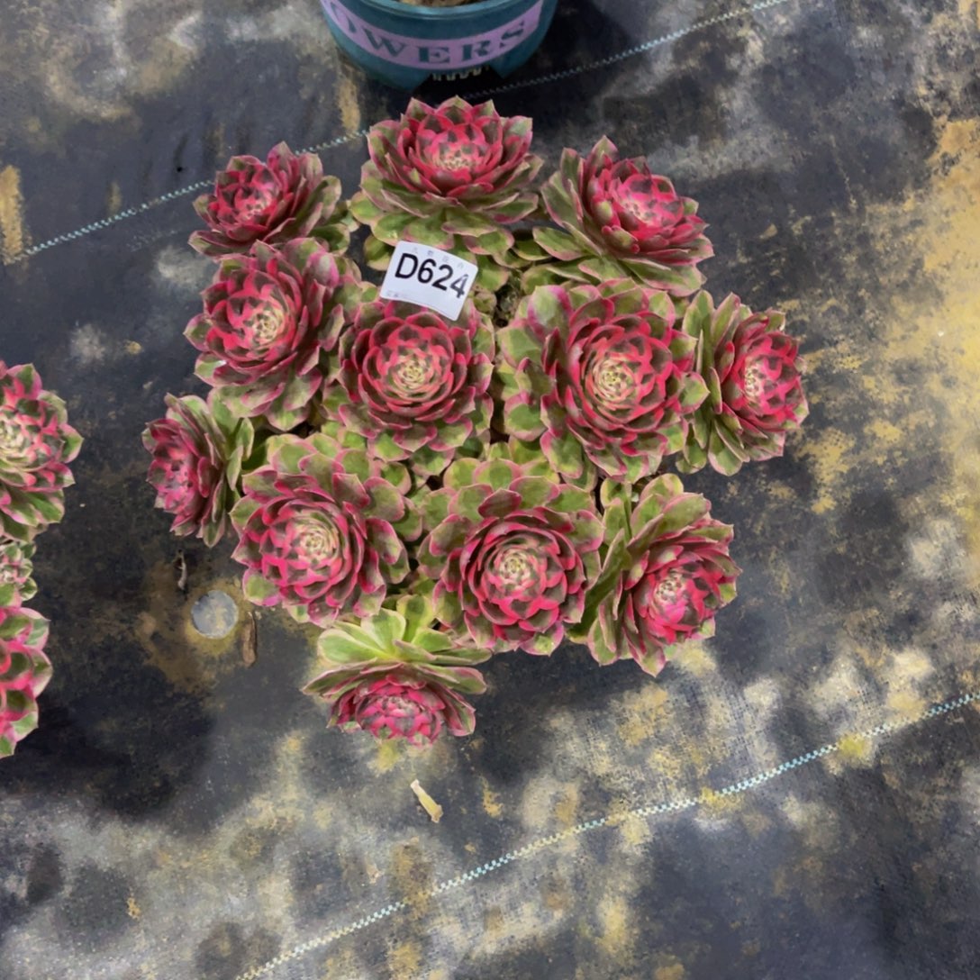 ****а62400云河福利一颗