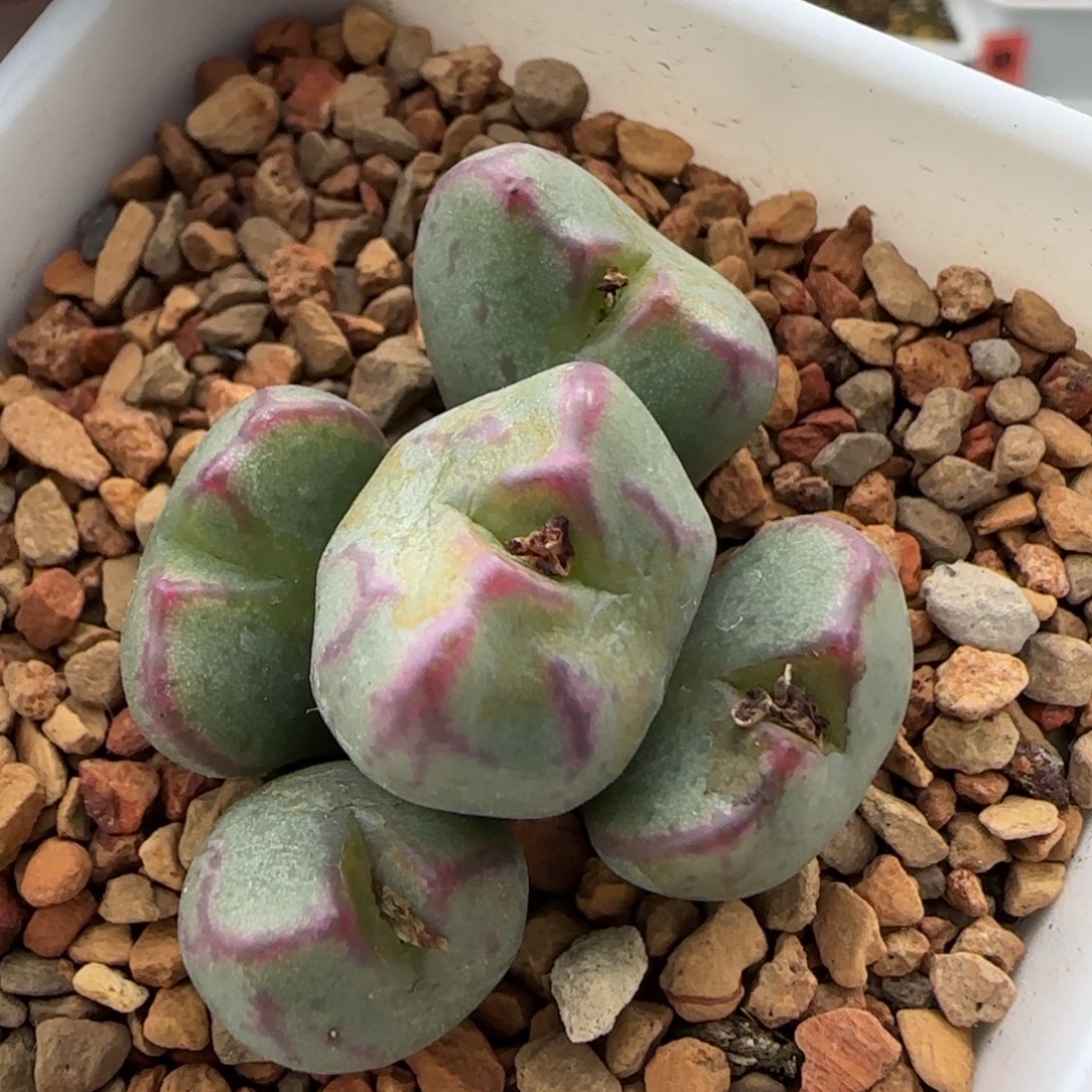 12-27-4-3当天满38包邮清货少将杂交脱土