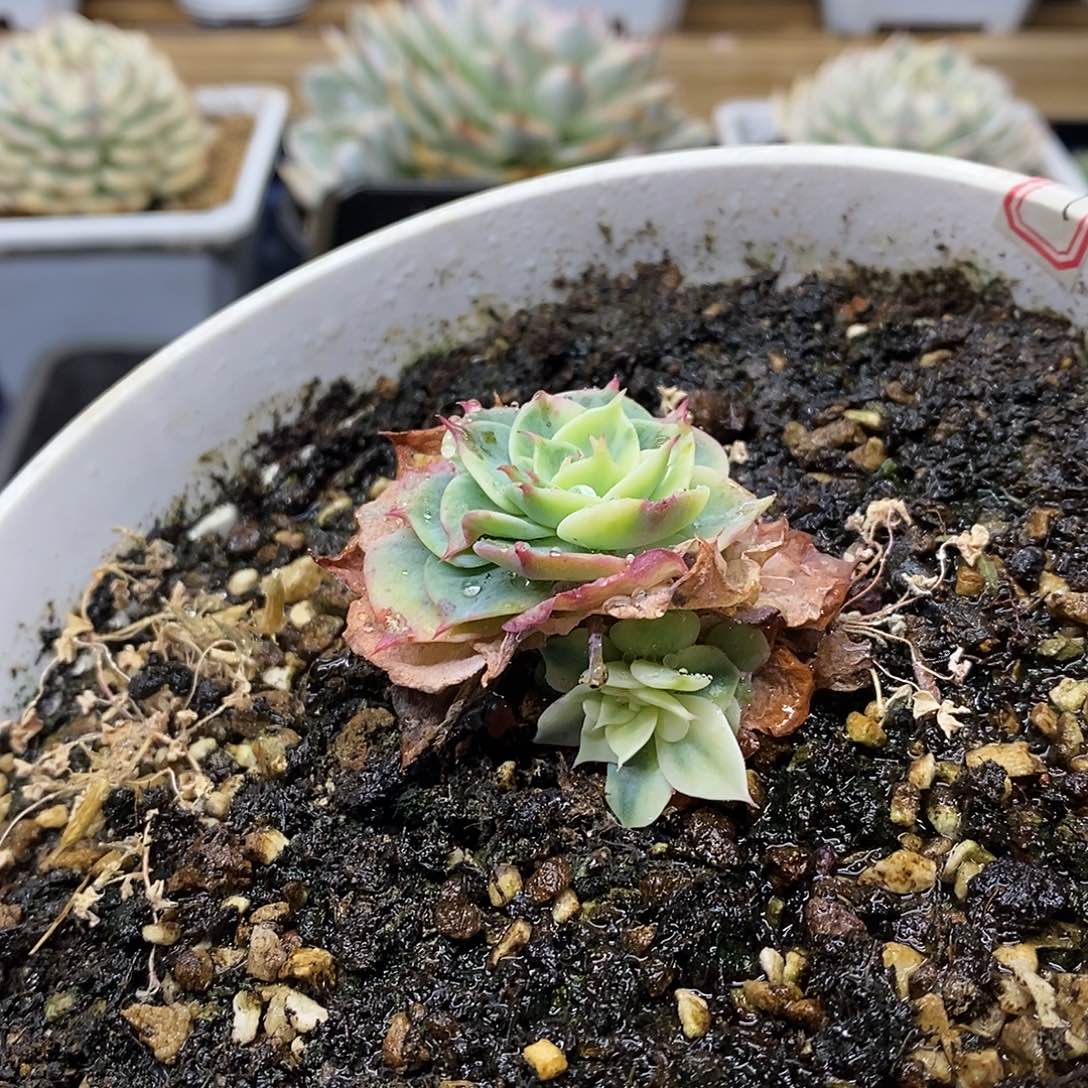 2396 赛康达覆轮锦群