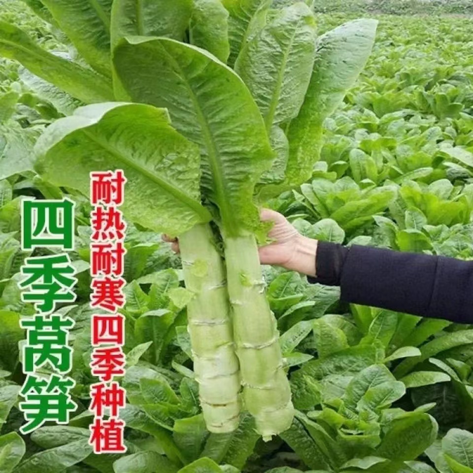 【全店满5包包邮】四季莴笋种子红莴笋清香二白皮莴笋种子