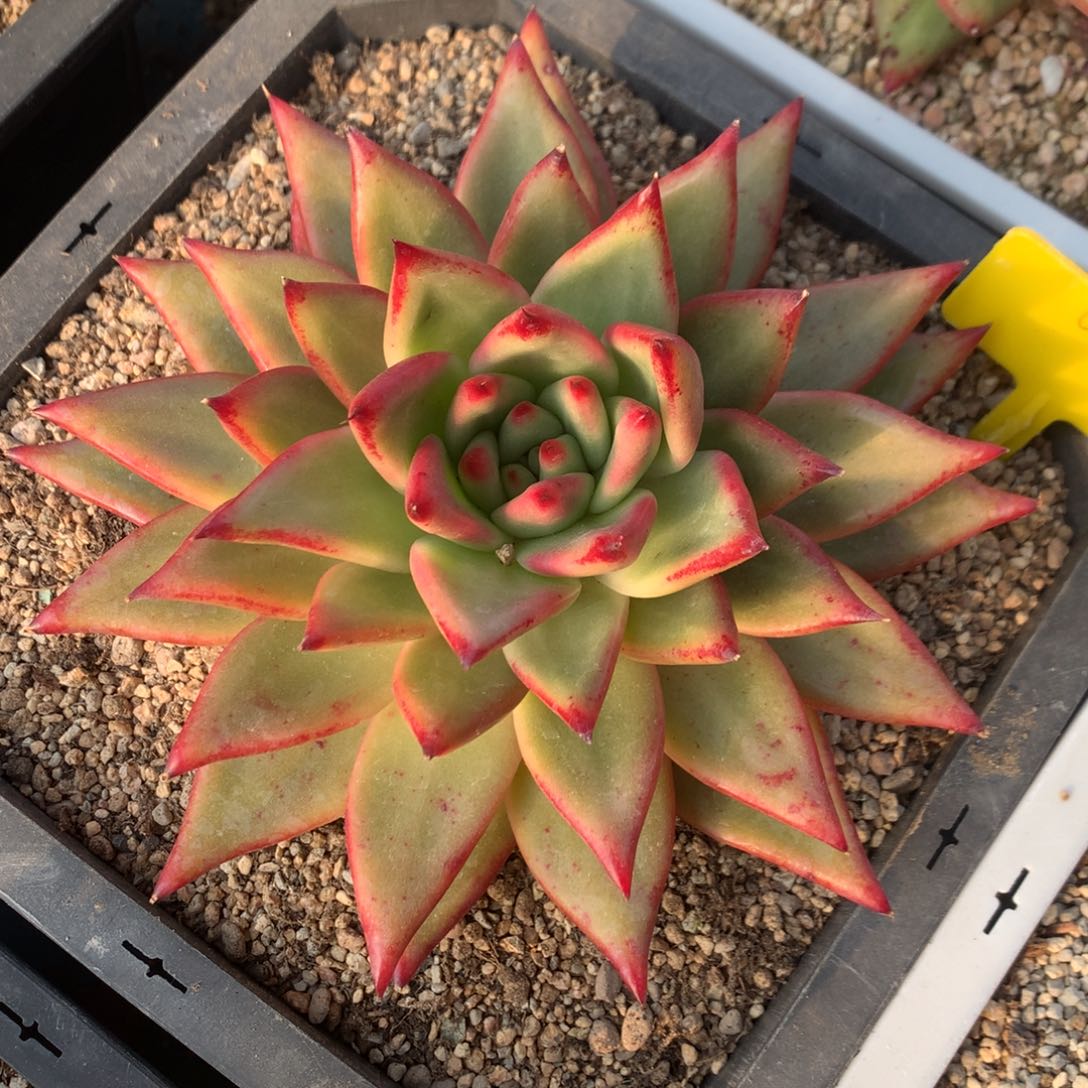 声朵香多肉福利039