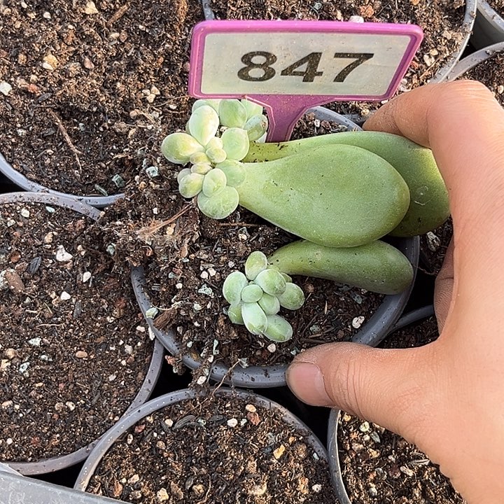 悦***阁多肉植物牛油果847/3颗