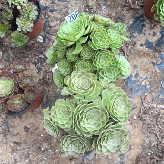 无花朵拉丝套餐208号有砍过不包断枝