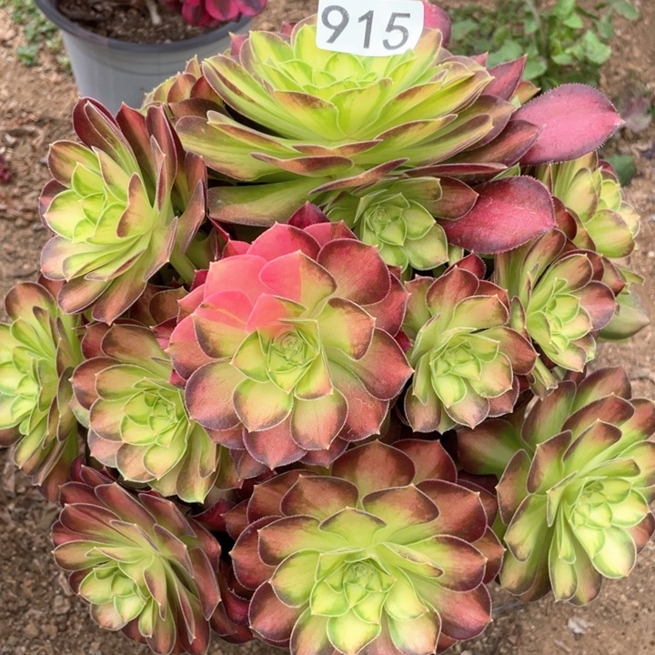 915多肉植物韶华