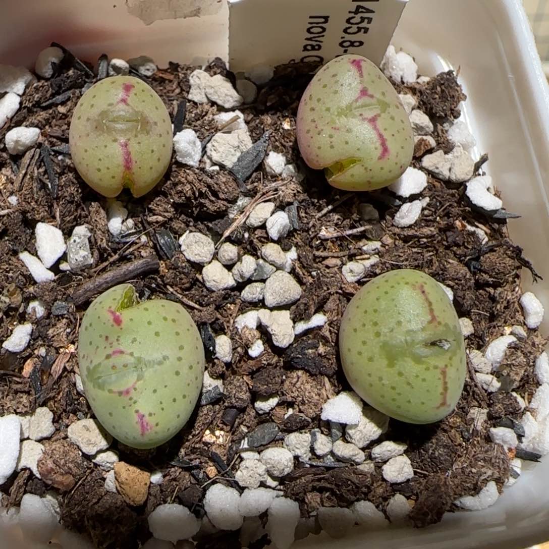 肉锥多肉植物百科1-有疤一盆1404