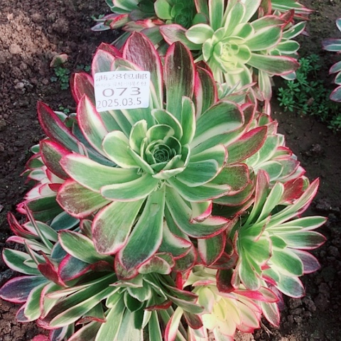 3.5-73海王多肉植物