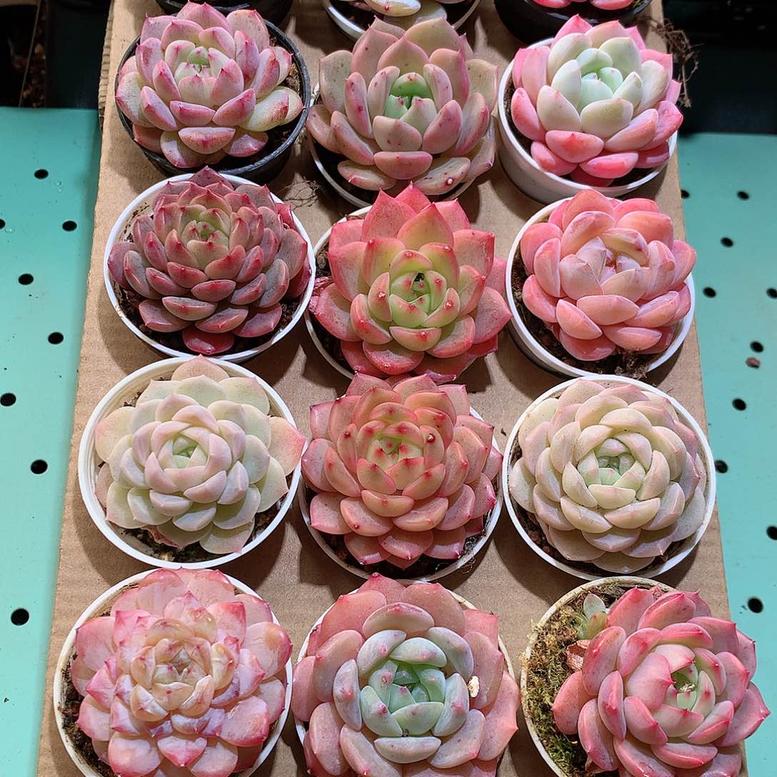 31-量拍品质保证带盆18颗19.9米