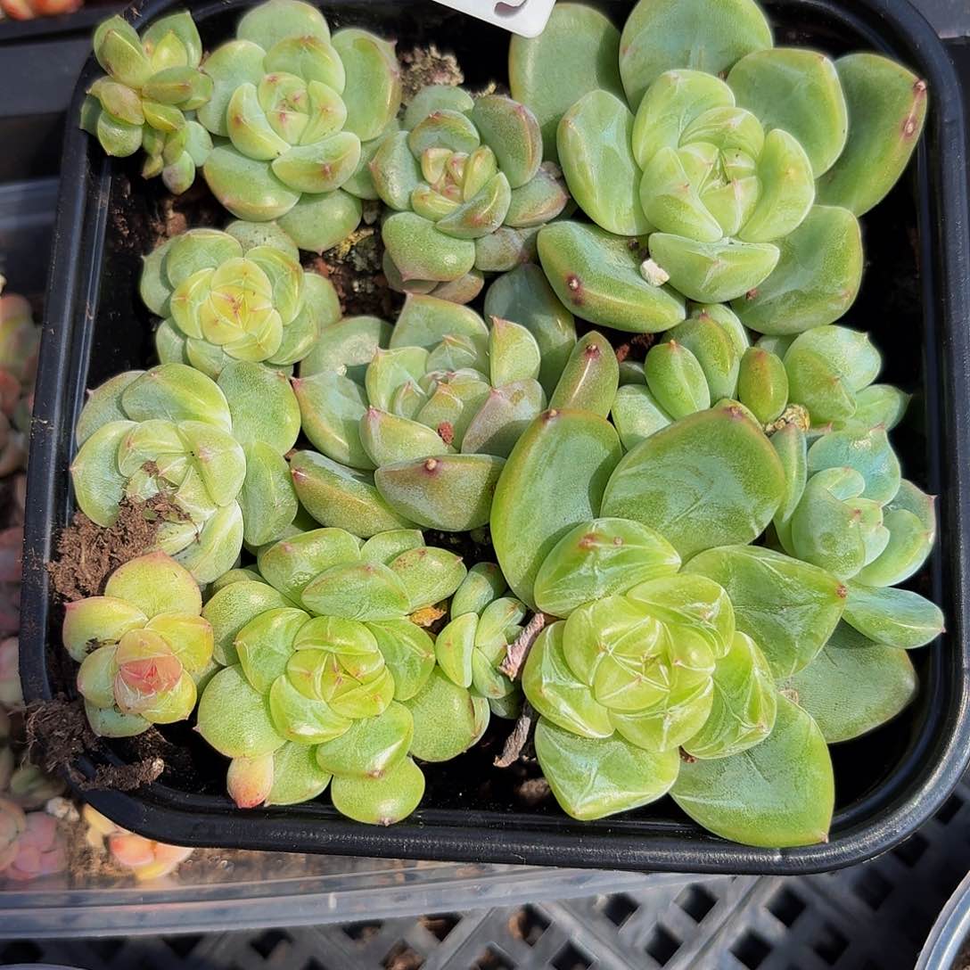 多肉植物多肉植物384