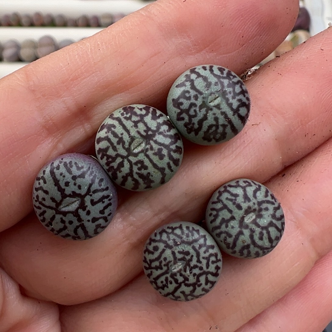 12.24好看的多肉脱土发货743