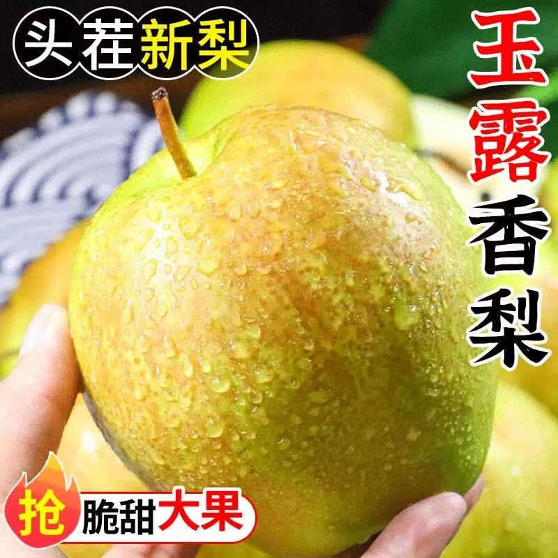 正宗山西玉露香梨精品应季水果酥脆多汁皮薄肉厚细腻无渣产地直发