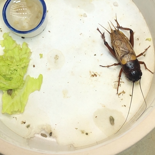 蛐蛐听叫鸣虫双班