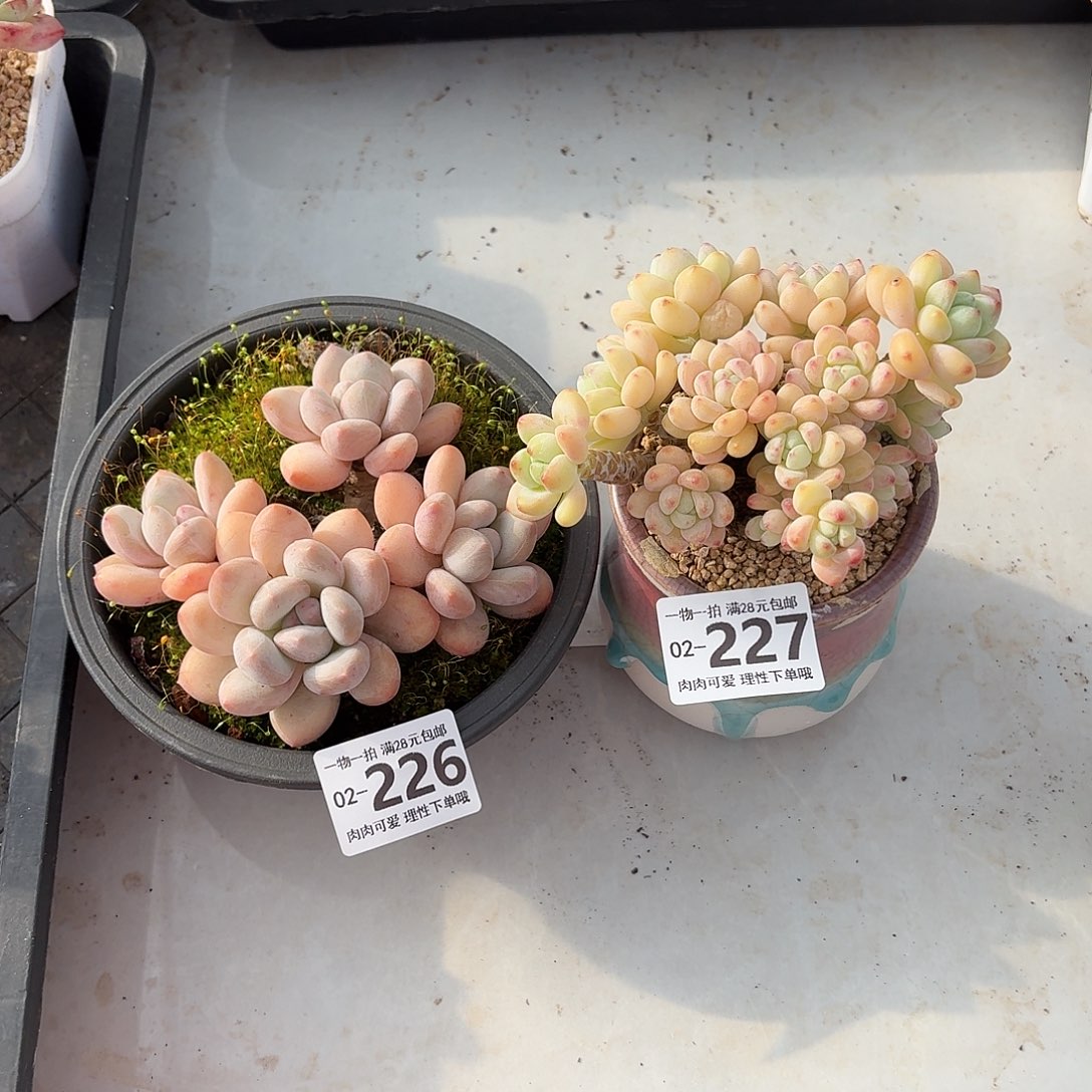 S***a樱花罗琦香水无盆土发货无盆