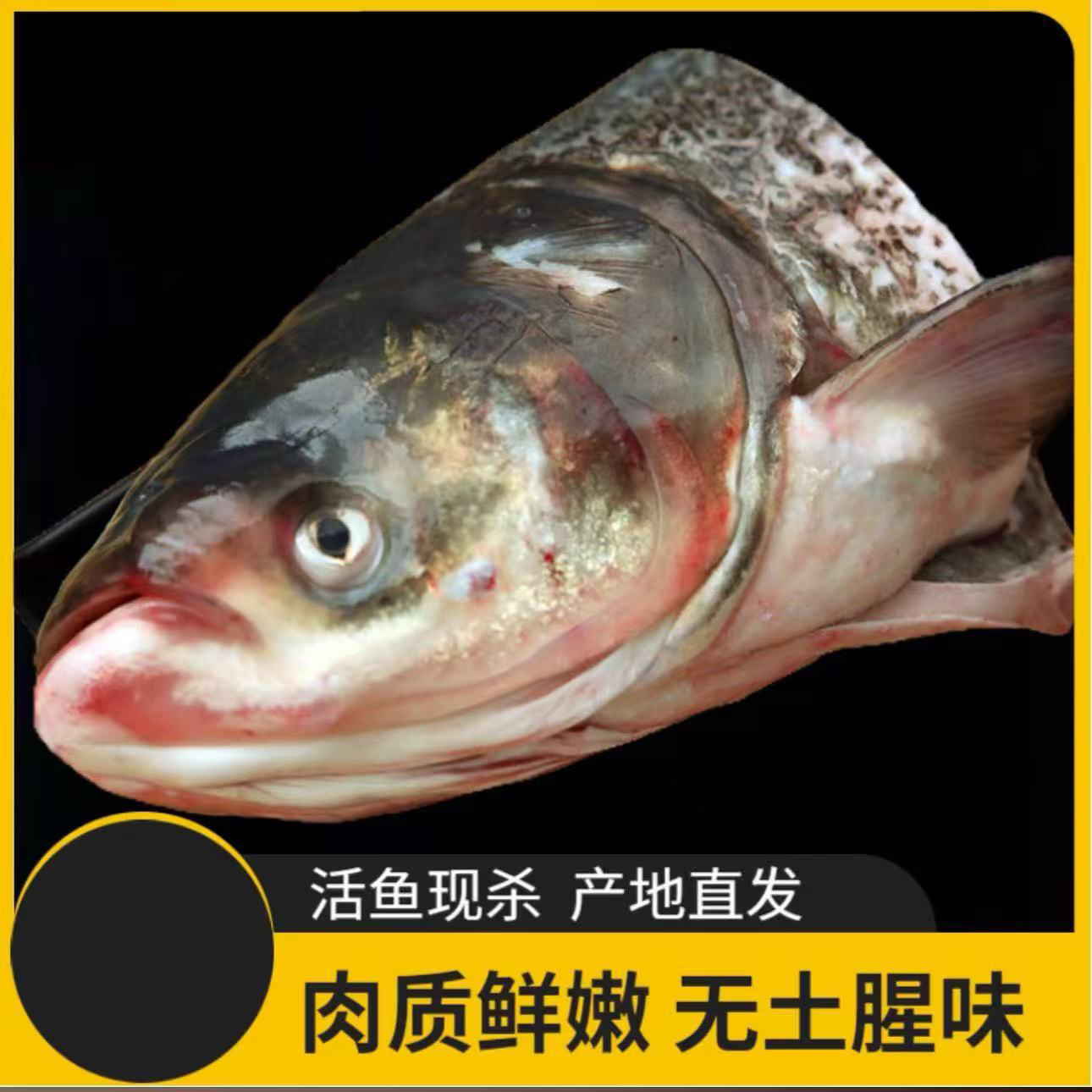 东北胖头花鲢鱼头去鳃净重9斤-10斤包邮速冻发货