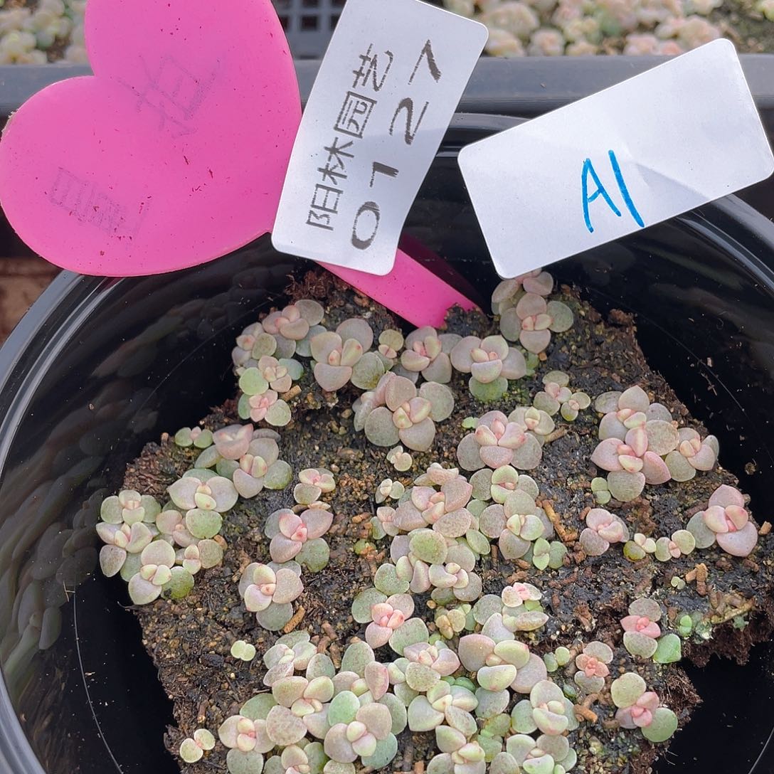 量拍多肉植物多肉植物127