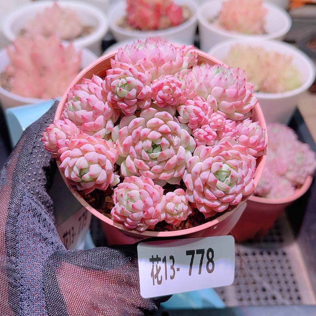 花利美13-778小粉莓