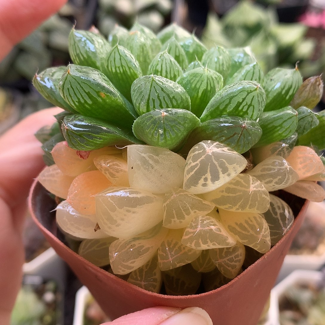 苏州玉露锦带盆土发货