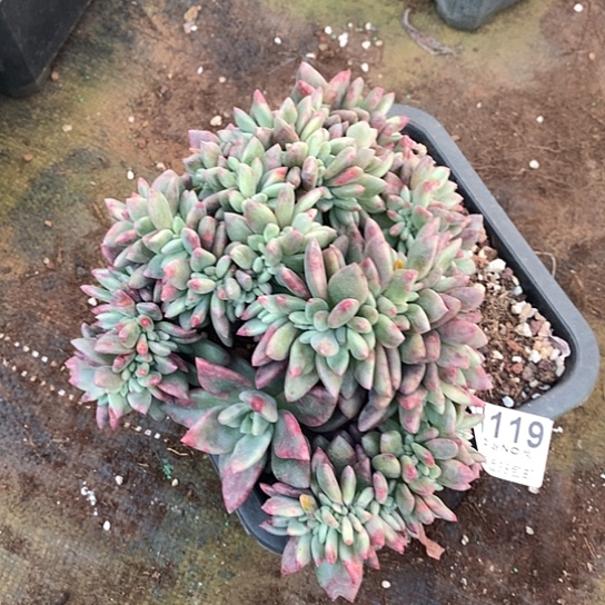 桃花源缀化119 退款拉黑全场亏本处理7-8天发货