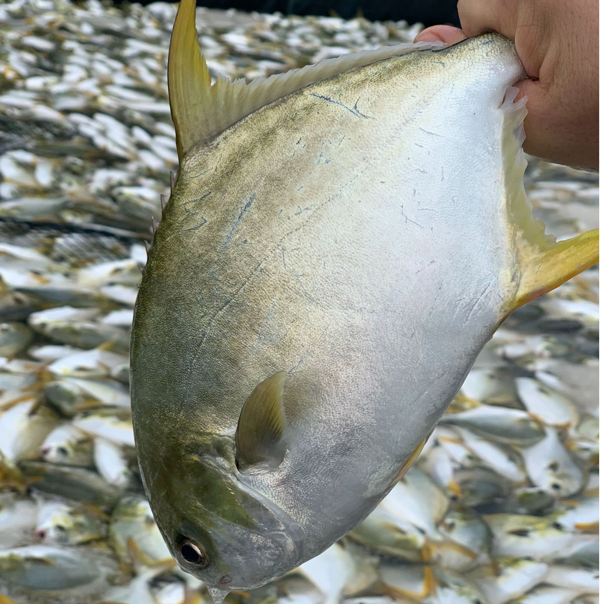7条深海金鲳鱼鲜活速冻非活发不帮杀
