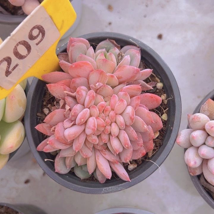 健健康康平平安安