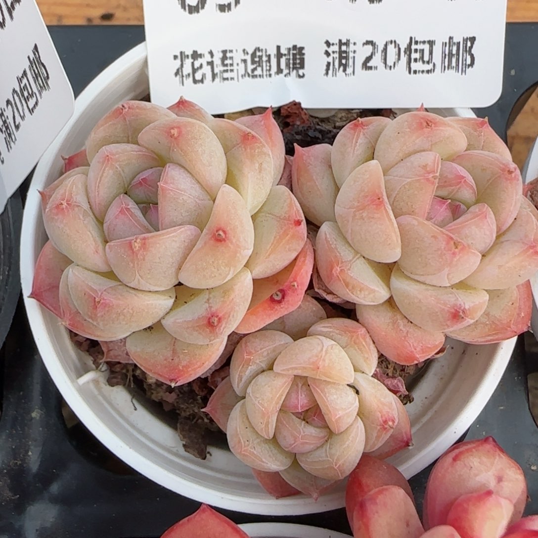 花语逸境0310-65