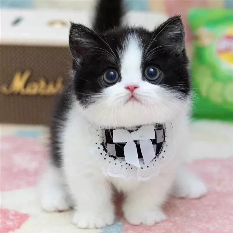 英短奶牛猫黑白猫咪幼猫英国短毛猫便宜小猫咪宠物家养活物真猫