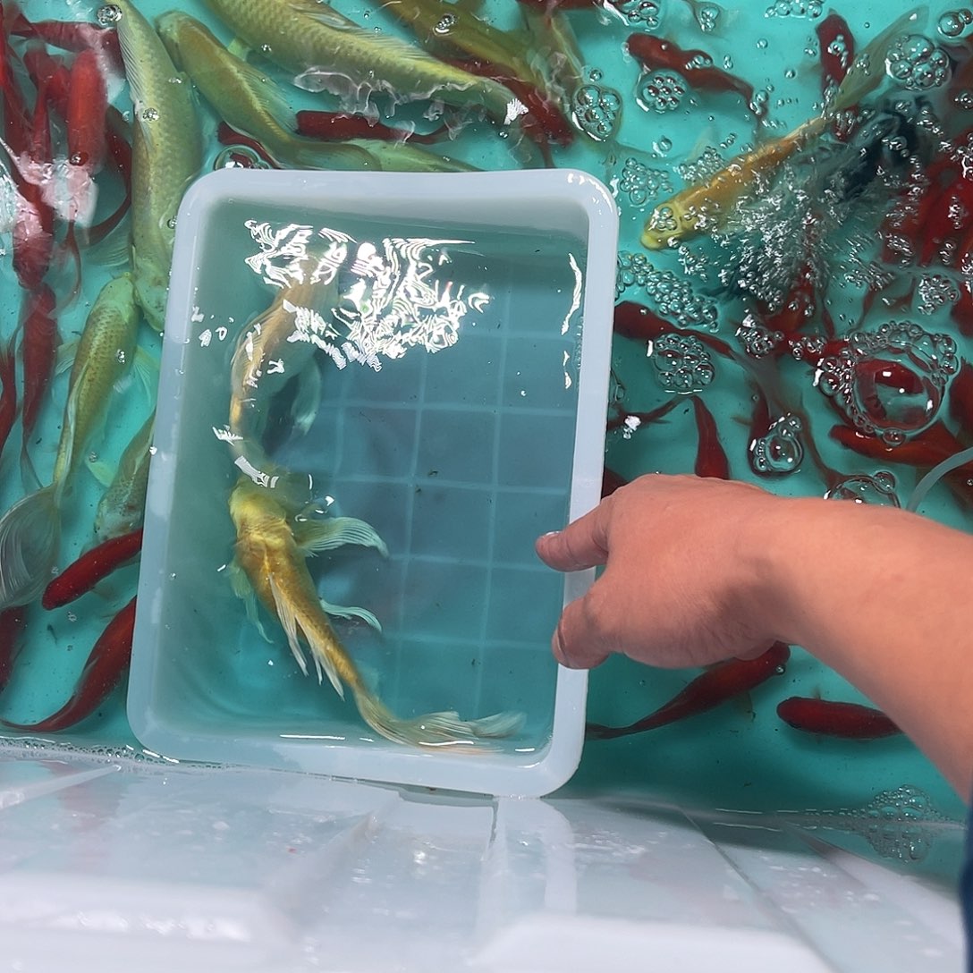 锦鲤包邮，包损，74