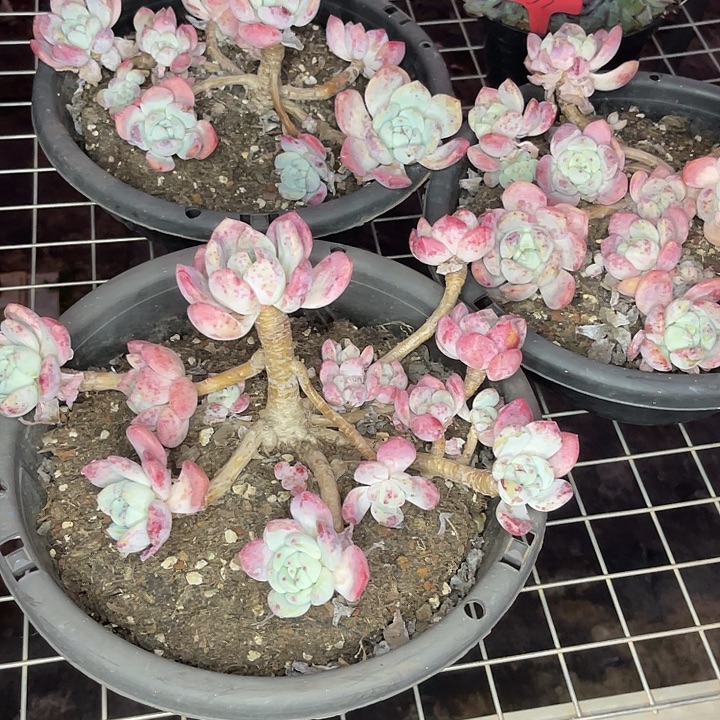 大***大两单包邮，一物一拍，3颗