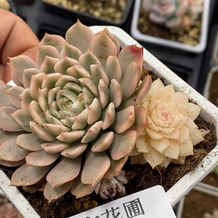 506单头带侧芽奥利维亚锦