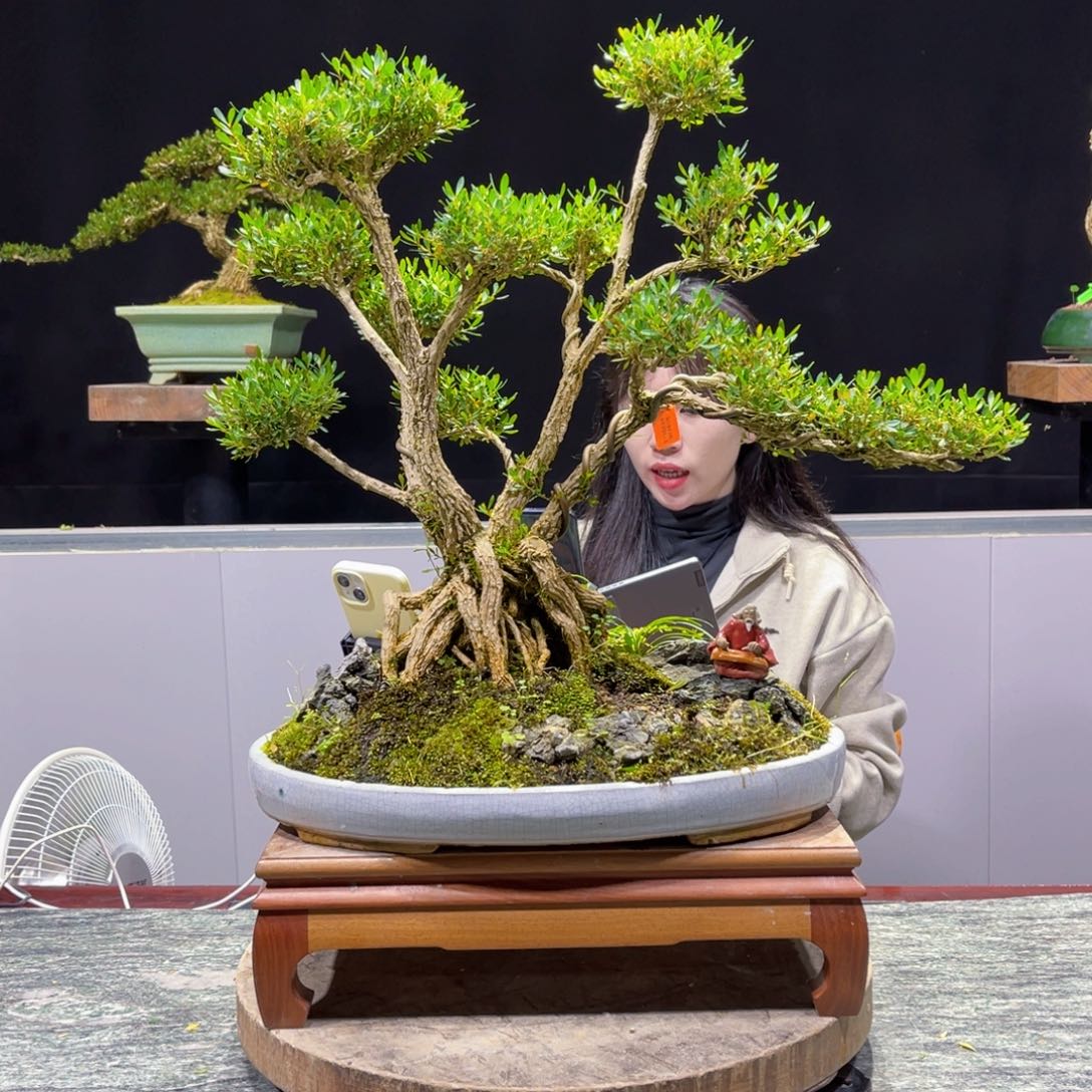 四季常青老桩黄杨盆景