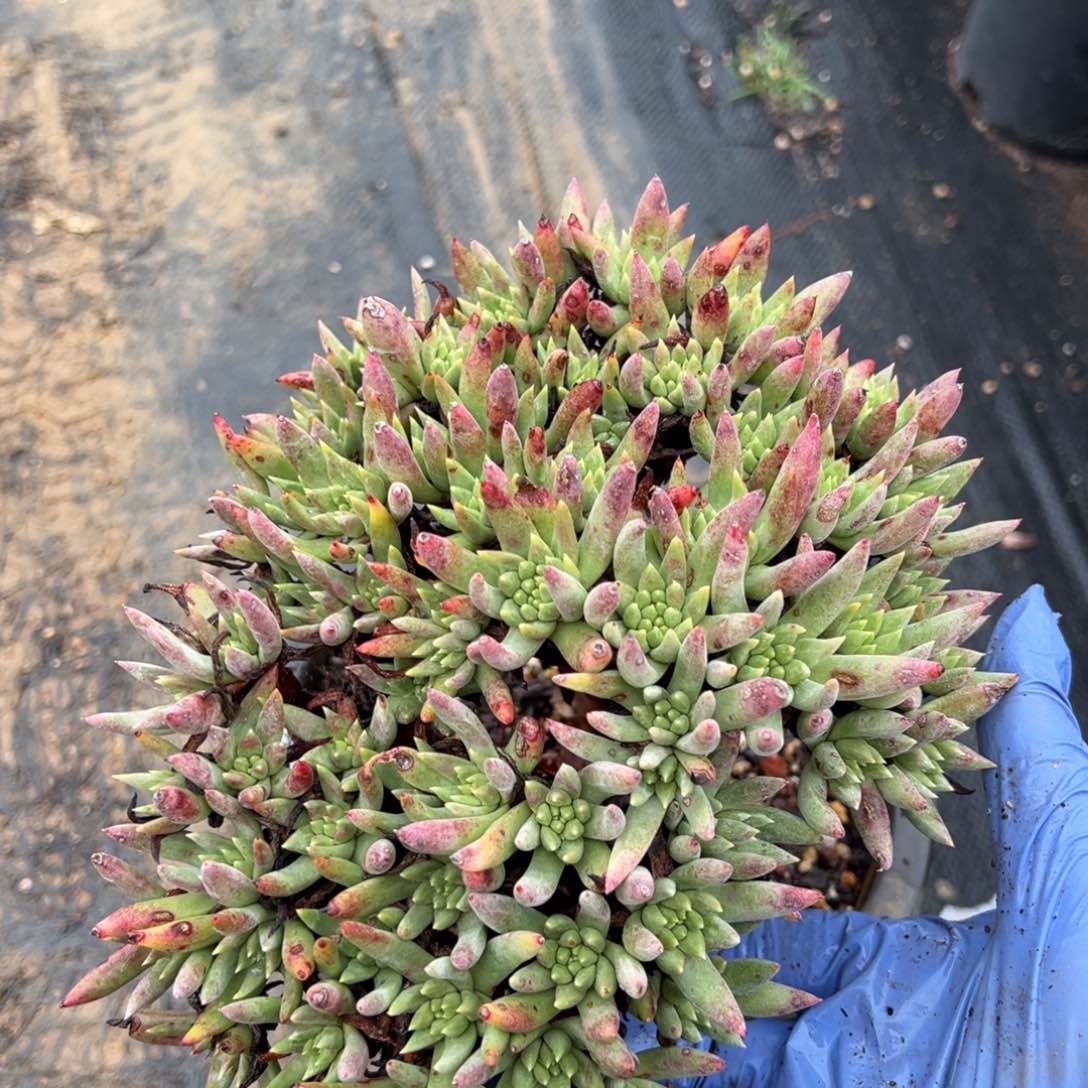 绿菊群生哈哈哈哈哈哈