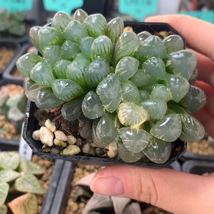 双头潘灯玉露锦一物一拍