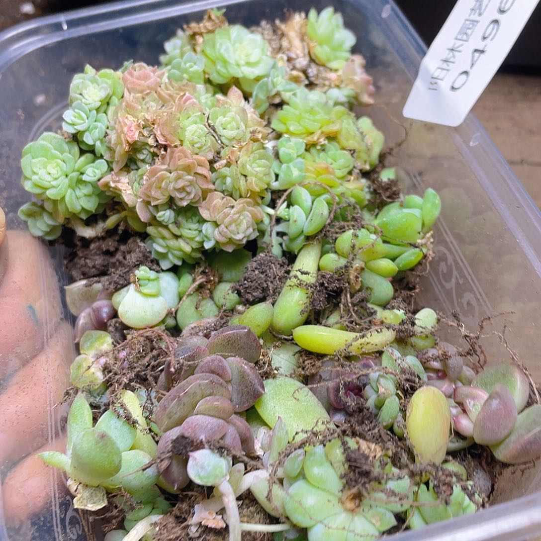 多肉植物多肉植物496