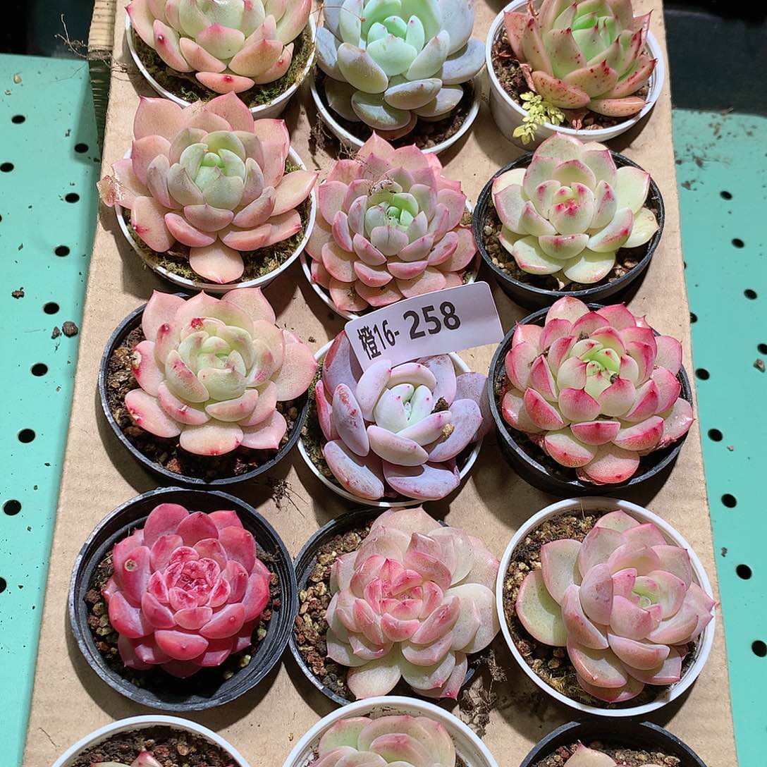 16-258一物一拍带盆18颗