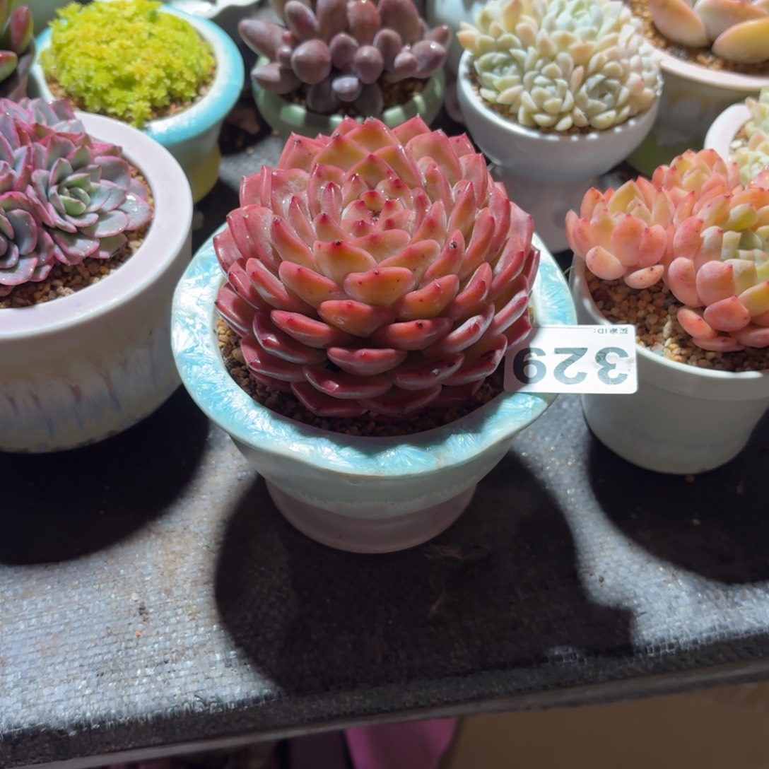 笑***了红琥珀多肉带盆发货329